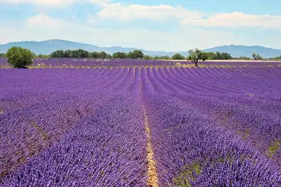 a purple lavender field with a field of purple flowers at Chambre raisin 2p, pour 2 nuits max, a 6km du festival de piano de la roque d'anthéron à 100m de la piscine in Rognes