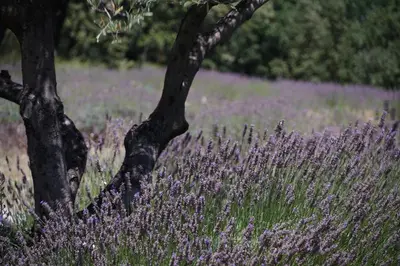 a field of purple flowers in front of a tree at Les Néfliers Gîte in Céreste