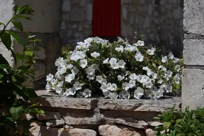 a pot of white flowers on a stone wall at Les Néfliers Gîte in Céreste