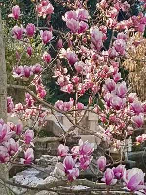 a bunch of pink flowers on a tree at Rendez-vous avec les cigales - gîte 6 personnes 100m2 - piscine privée - Climatisation in Cheval-Blanc