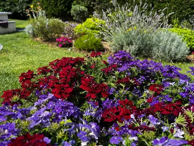 a garden with red and purple flowers and other plants at L’oliveraie in Robion en Luberon