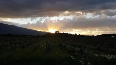 a sunset over a vineyard with the sun setting at le moulin in Crillon-le-Brave