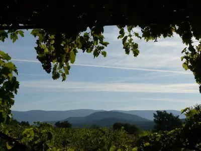 a view of the mountains from a vineyard at Lou Amourie in Roussillon