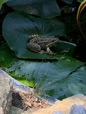a turtle sitting on a green leaf at Le Jardin sur la colline près du Golf in LʼIsle-sur-la-Sorgue