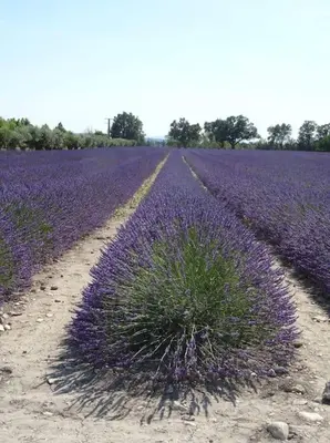 a field of lavender with a plant in the middle at Bastidon Plein Sud in Gordes