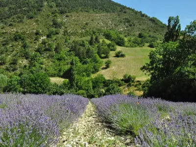 a field of lavender with a mountain in the background at Villa Martinet in Carpentras