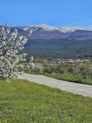 a path with a flowering tree and mountains in the background at Gîte Le Refuge in Monieux