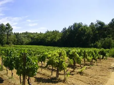 a vineyard with a bunch of green grapes at Mas Boudeissoun - Cœur de cerise - Baignade à 600 m in Mormoiron