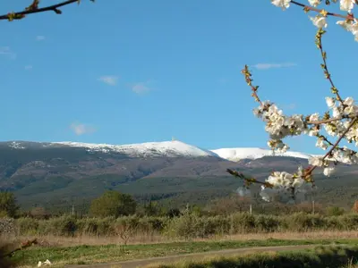 a snow covered mountain in the distance with a flowering tree at Mas Boudeissoun - Cœur de cerise - Baignade à 600 m in Mormoiron