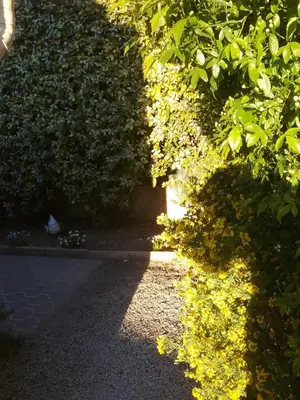 a hedge with yellow flowers on it next to a street at UNE CHAMBRE EN VILLE in LʼIsle-sur-la-Sorgue