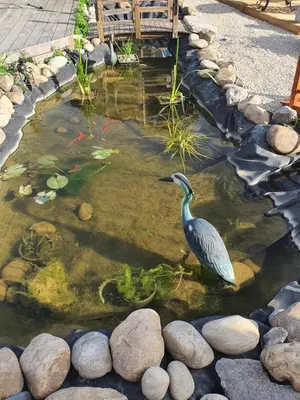 a bird standing in a pond with rocks at Le nid’Ange in Velleron