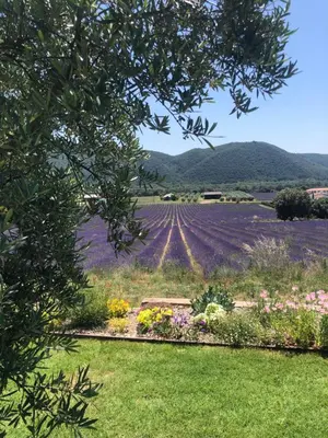 a field of purple flowers in a garden at The View Aix-en-Provence in Aix-en-Provence