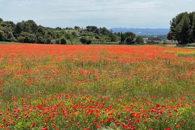 a field of red poppies in a field at Under the Provençal Sun in LʼIsle-sur-la-Sorgue