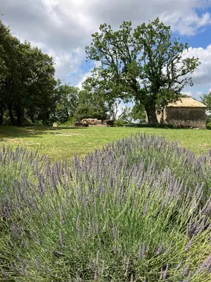 a field of lavender with a barn in the background at La bastide des Roman in Vernègues