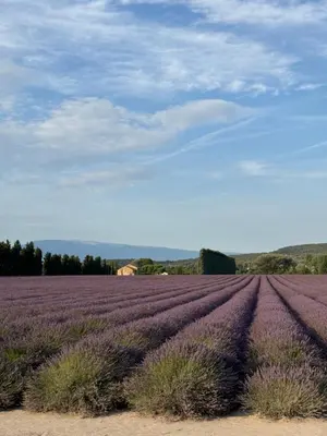 a field of purple lavender with a blue sky at Moun Cabanoun in Carpentras