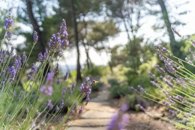 a garden of purple flowers on a path at Le Chant des Pins Lodge & Spa Massif de l'Etoile in Saint-Marc-Jaumegarde