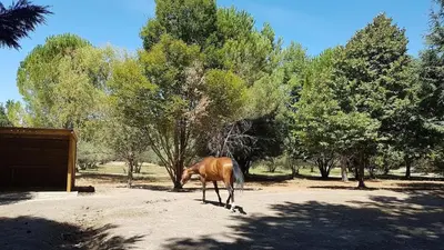a brown horse standing in the dirt near trees at Bastide Sainte Marie in Mallemort