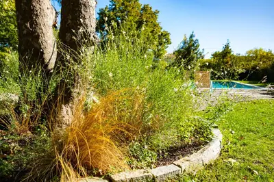 a patch of tall grass next to a tree at Le chant des jardins in LʼIsle-sur-la-Sorgue
