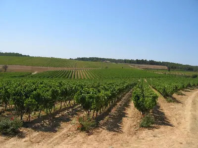 a vineyard with rows of green plants on a field at Domaine du Coffre in Pertuis
